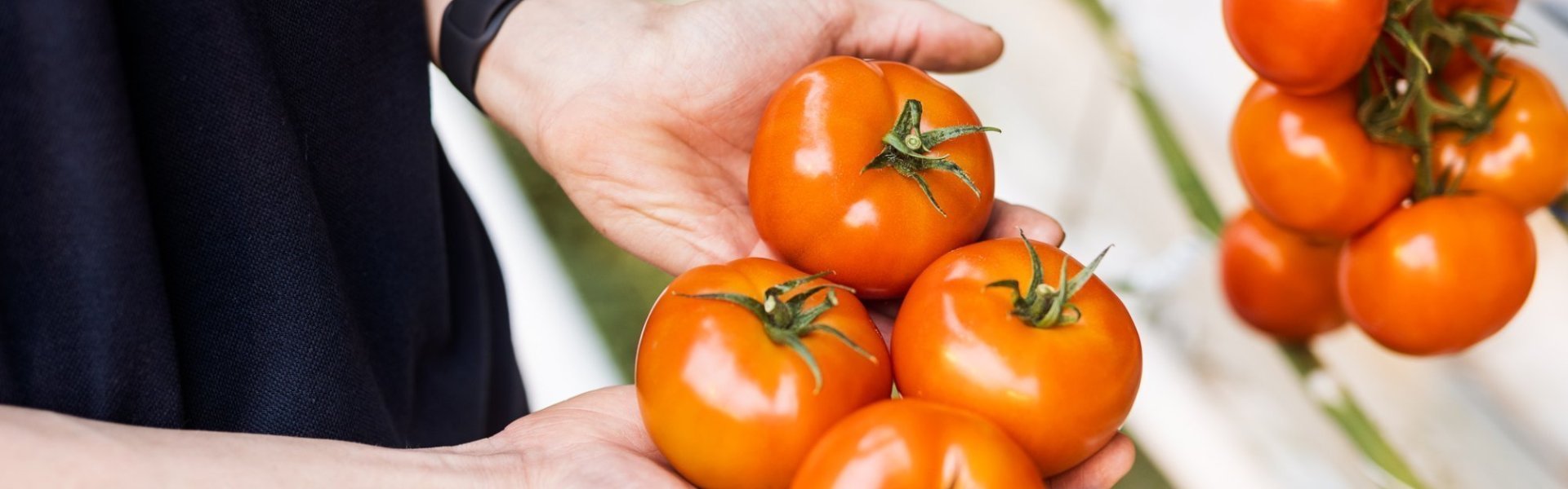 Tomatenteler Mitch met tomaten Tomatenteler Mitch met tomaten