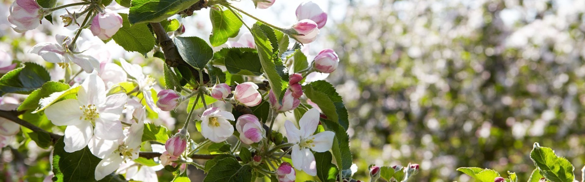 Fruitgaard met bloesems