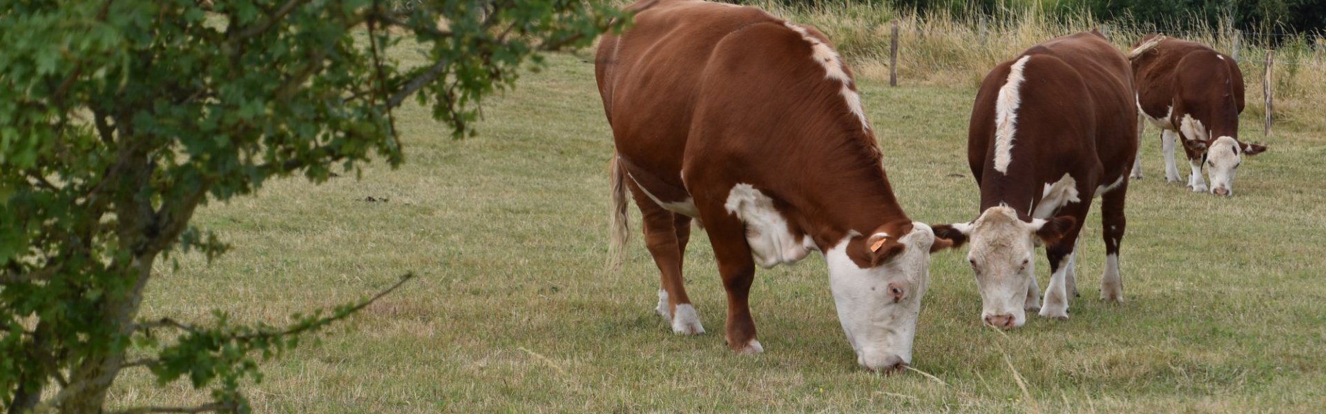 Hereford runderen