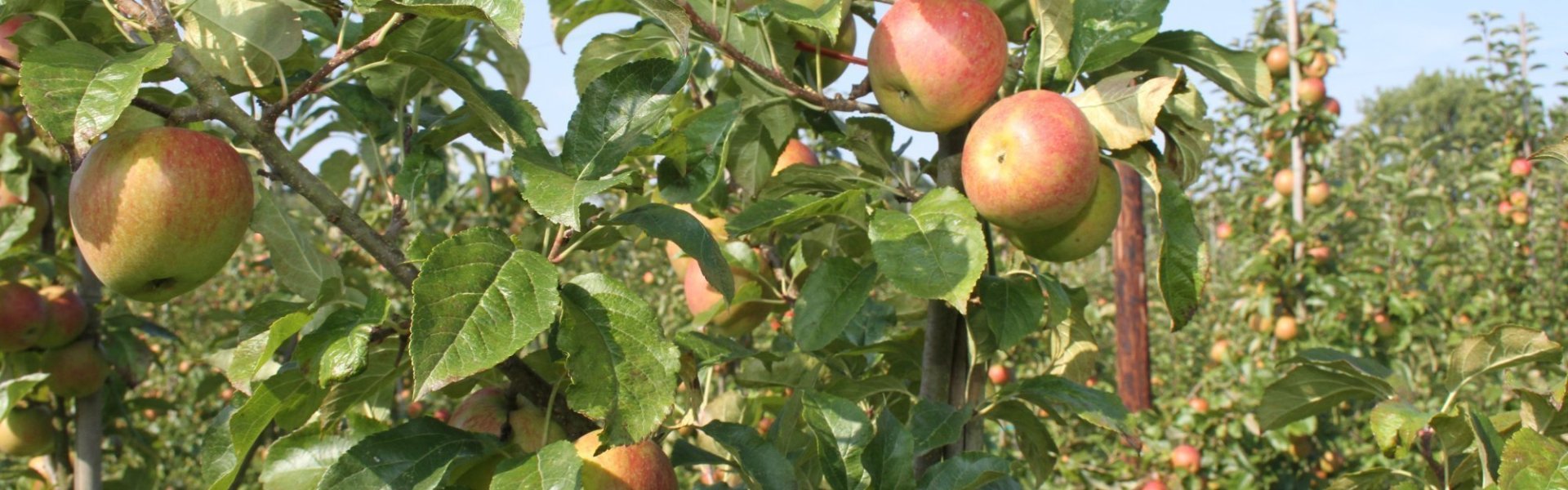 Appels van Staveshof