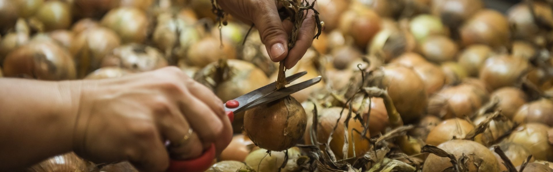 Aardappelen Machiels uien Aardappelen Machiels uien