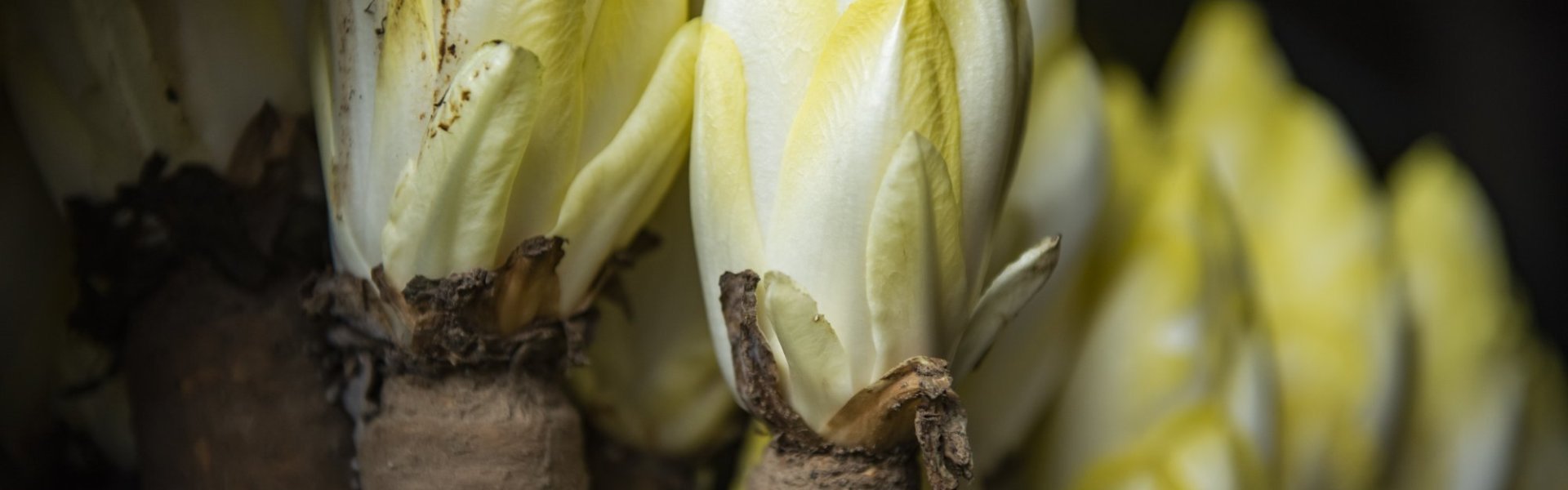 D'Oude_Linde_Witloof D'Oude_Linde_Witloof