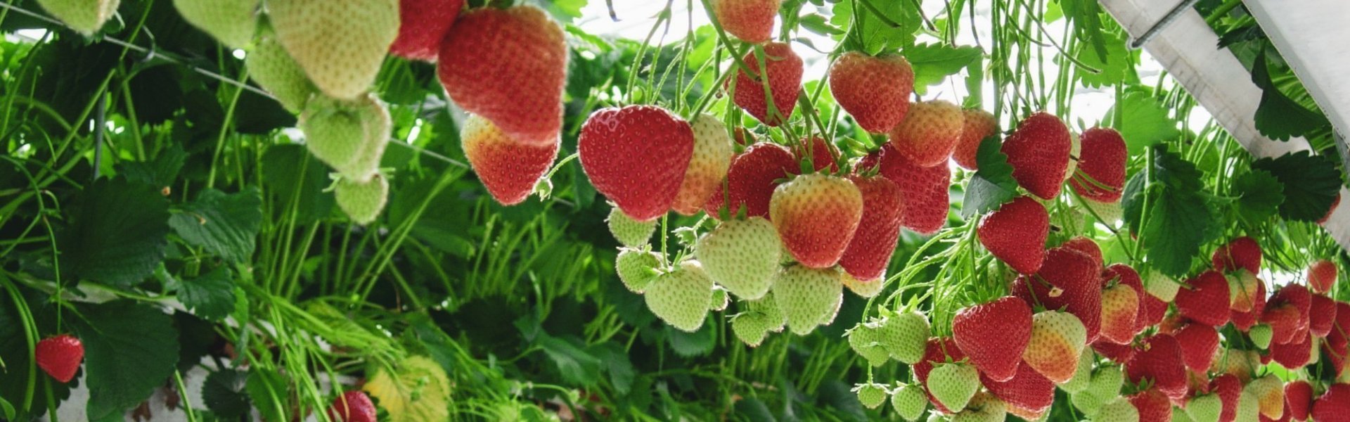 Aardbeienteelt in serre. Aardbeien hangen omhoog in de serre langs een witte goot. Er zijn groene en rode aardbeien. 