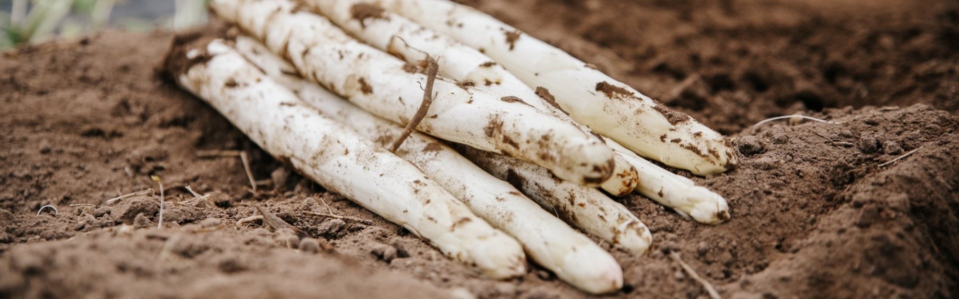 Asperges Asperges
