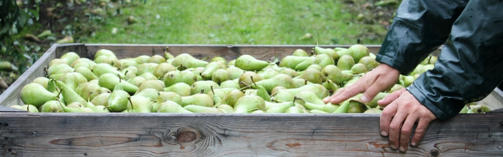 Conference-peren Conference-peren