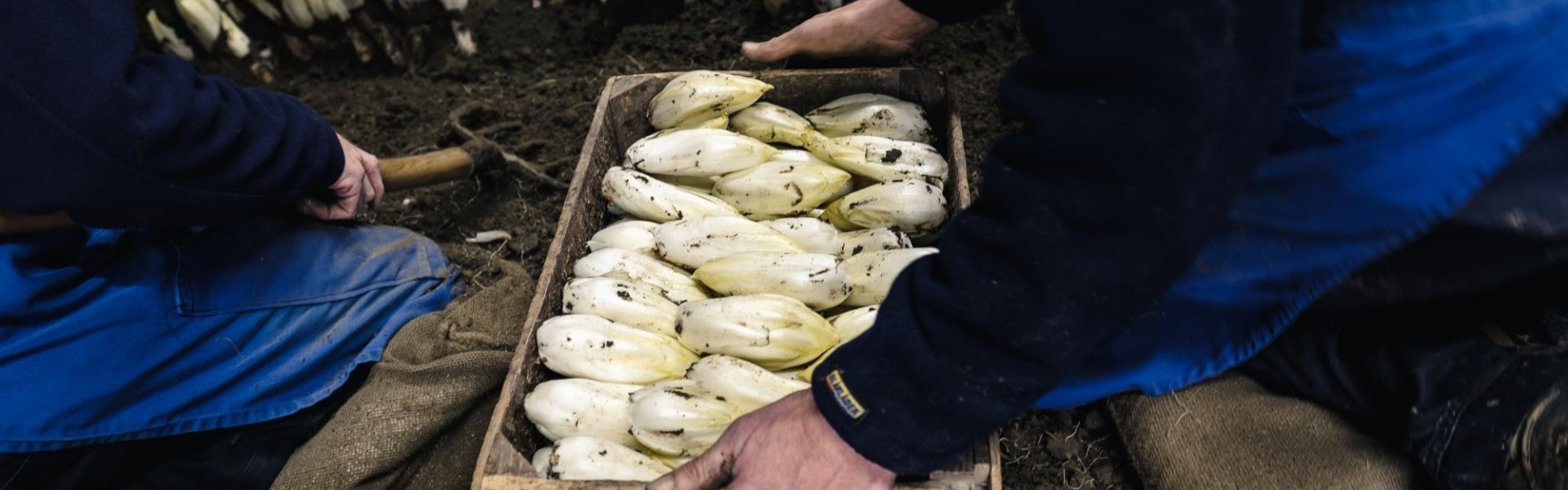 Witloof van Grondwitloof Dewinter Witloof van Grondwitloof Dewinter