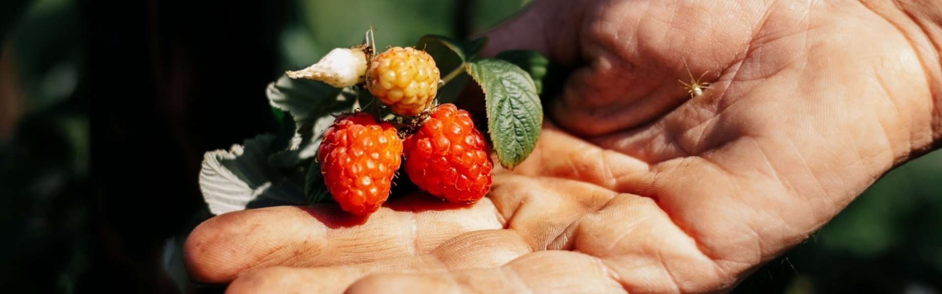Frambozen van Seepscherf Frambozen van Seepscherf