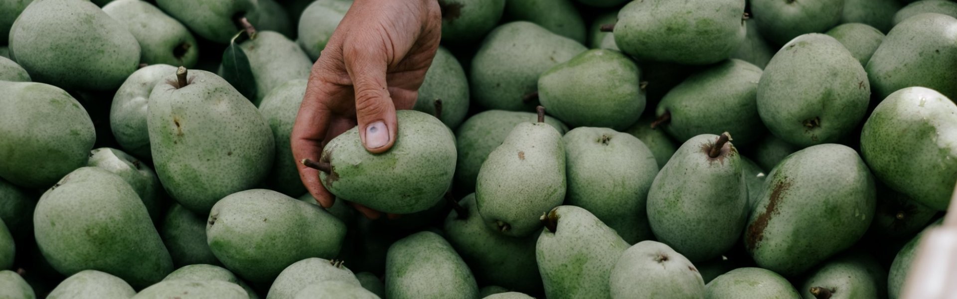 Peren van de Fruithoeve Peren van de Fruithoeve