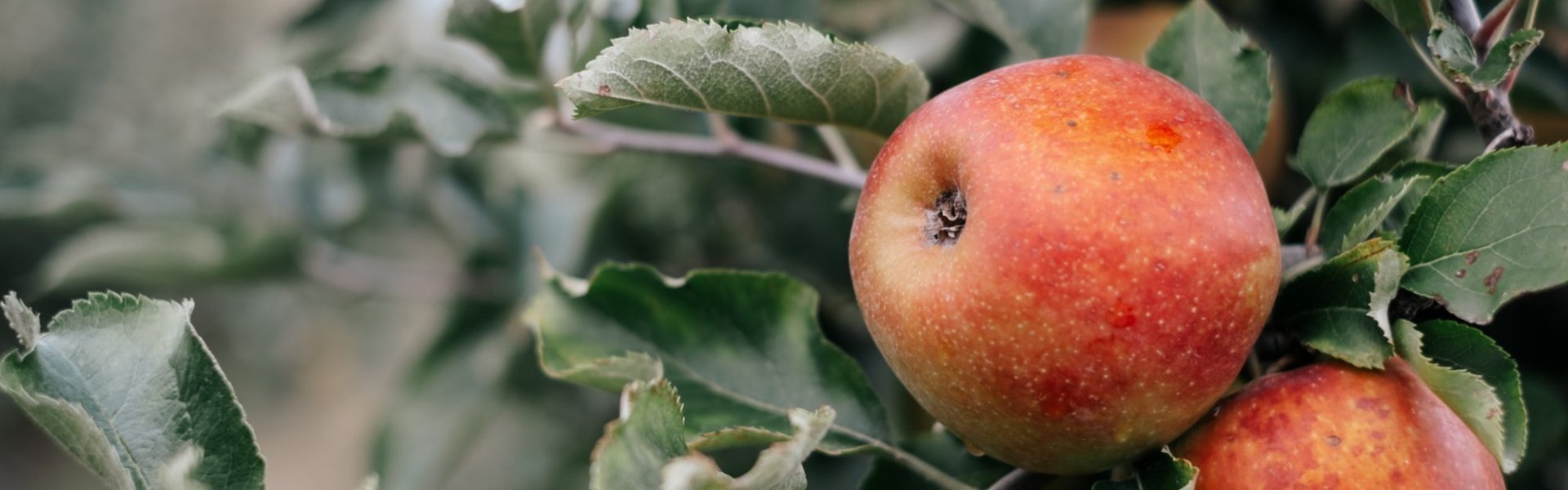Appels van De Fruithoeve Appels van De Fruithoeve