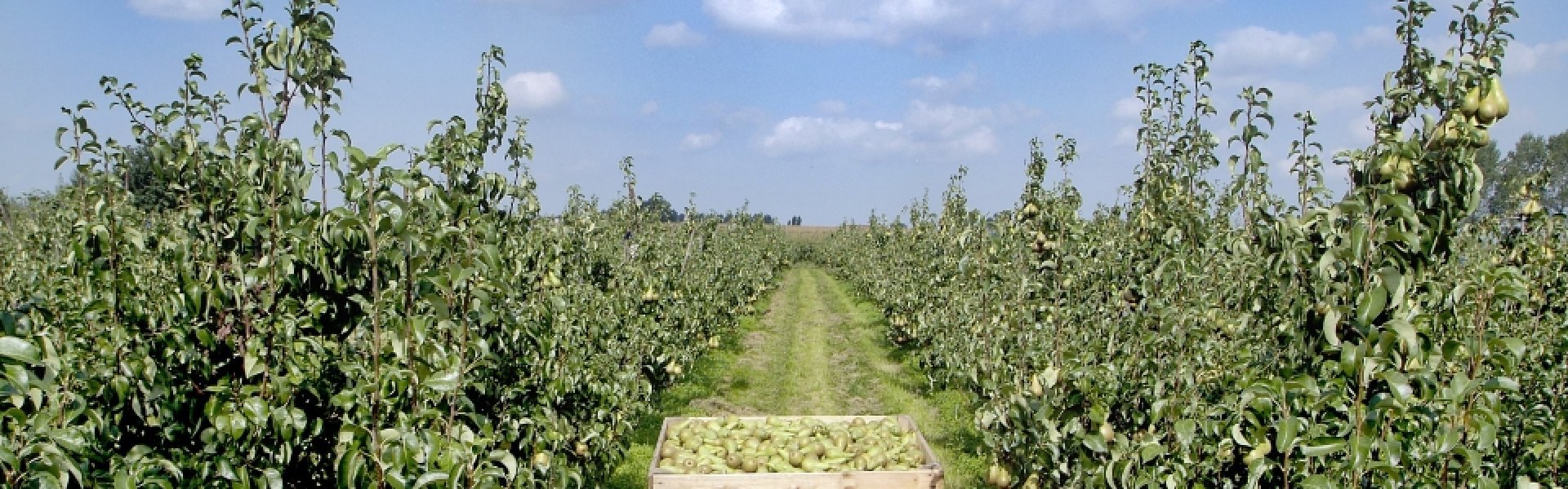 Boomgaard met peren Boomgaard met peren