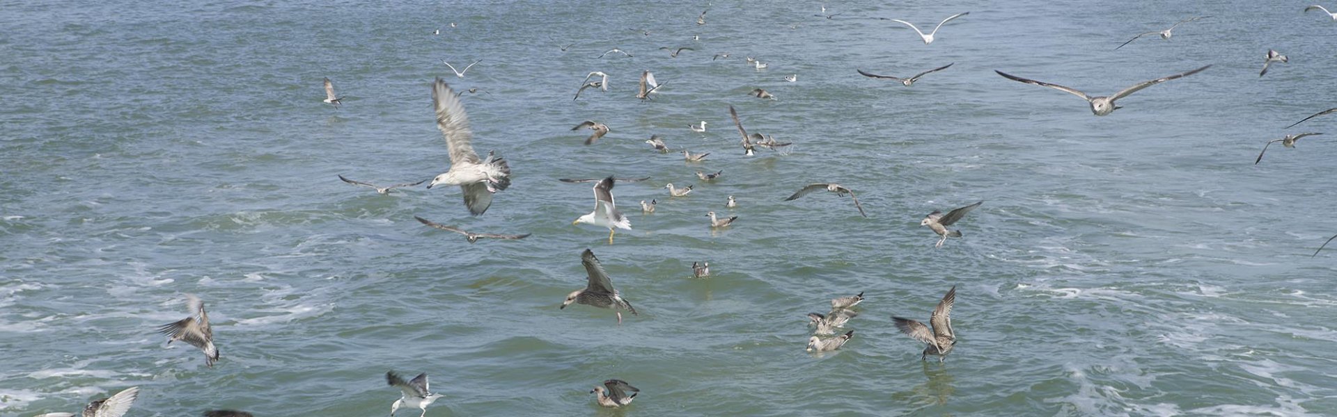 Noordzee