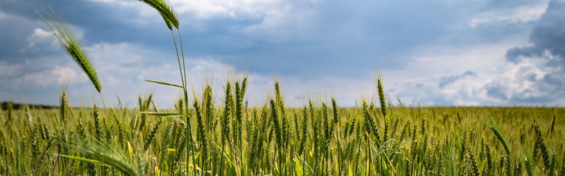Veld Veld
