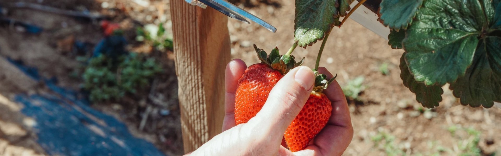 Aardbeien Aardbeien