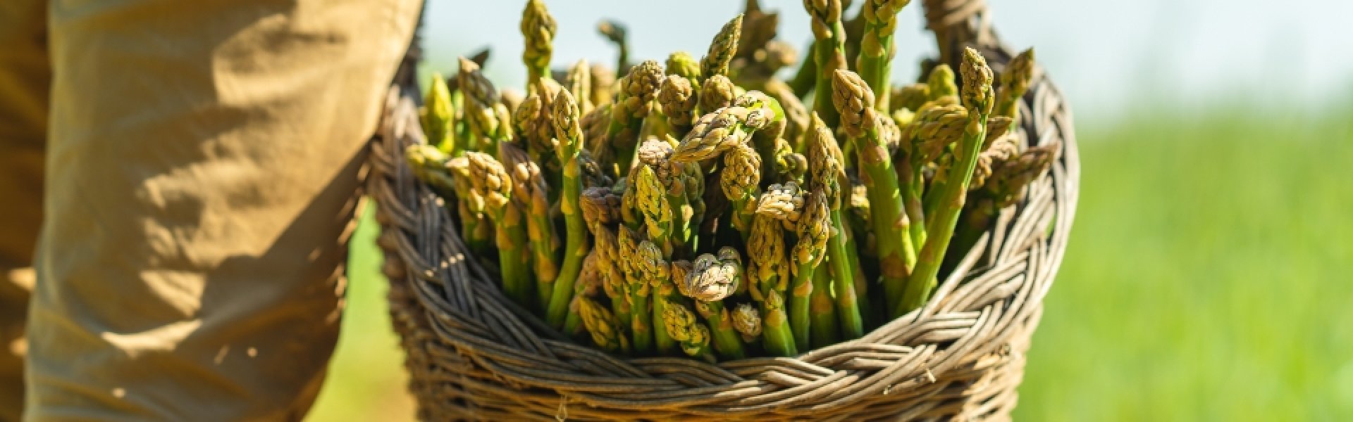 Biologische asperges van Regalys Biologische asperges van Regalys