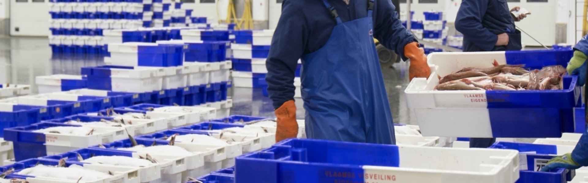 Een blik achter de schermen bij de Vlaamse visveiling Een blik achter de schermen bij de Vlaamse visveiling