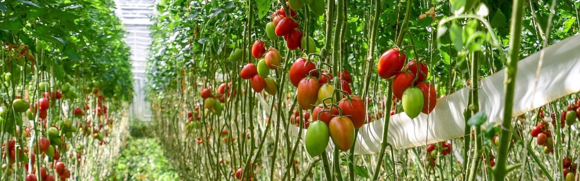 Tomatenserre - Vitaetom Tomatenserre - Vitaetom